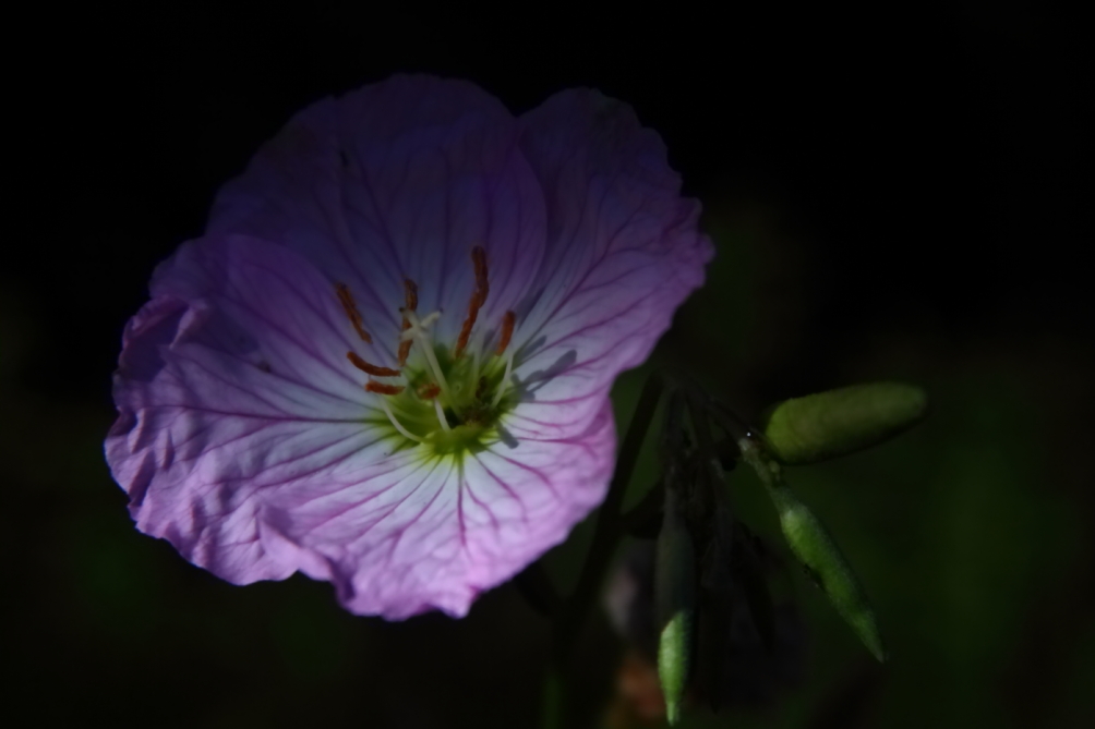 2012 05 31 4663
